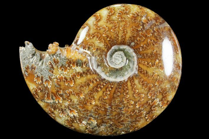 Polished, Agatized Ammonite (Cleoniceras) - Madagascar #94246